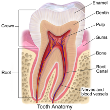 ToothAnatomy